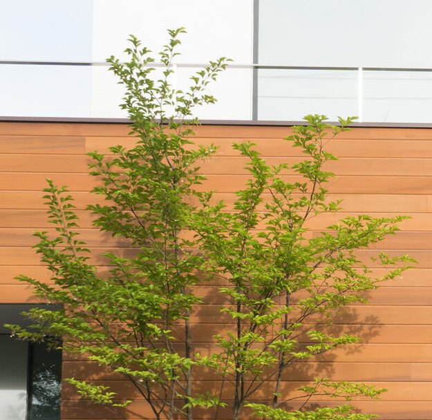 外構と建築の一体設計